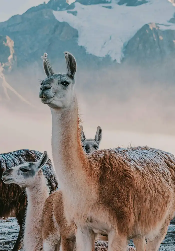 Climbing Mountains designs trekking tours