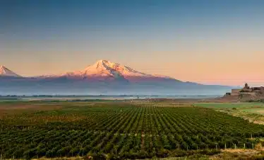 Khor Virap vineyard Ararat