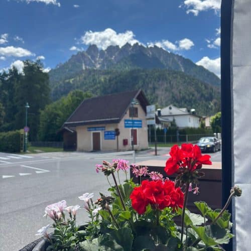 Flowers in foreground with Dolomites Alta Via 1 mountains in background