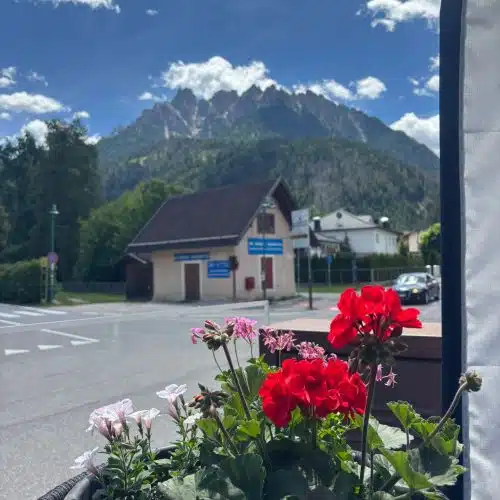 Flowers in foreground with Dolomites Alta Via 1 mountains in background