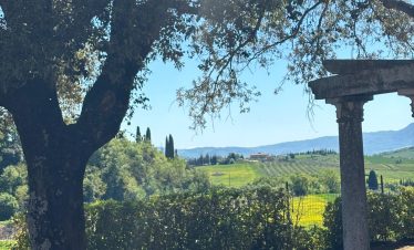 Tuscan vineyard landscape with olive trees and ancient ruins, Montepulciano, Italy