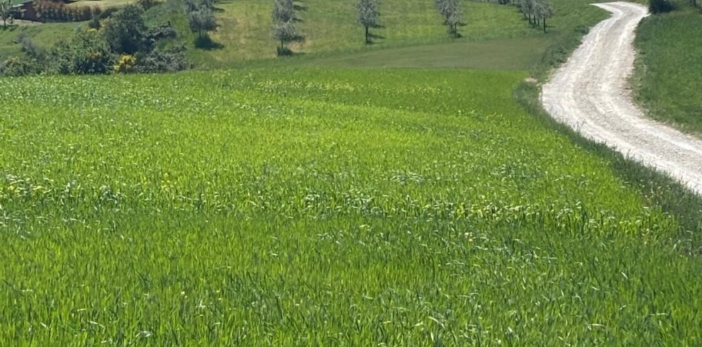 Tuscan villa and rolling green hills, perfect for a Montepulciano coach-cycle tour.
