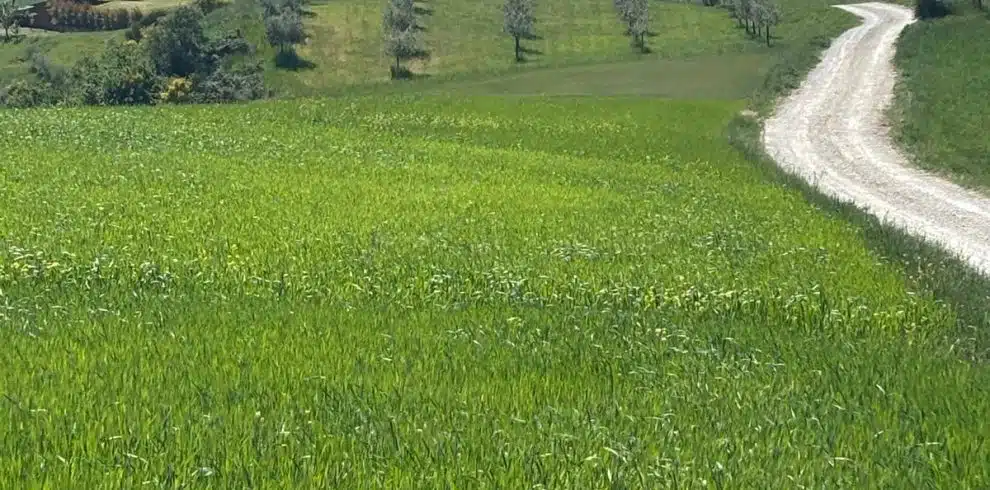 Tuscan villa and rolling green hills, perfect for a Montepulciano coach-cycle tour.