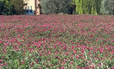 Field of crimson clover in front of a Tuscan villa, Italy