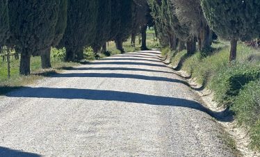 Gravel road lined with cypress trees in Montepulciano, Italy