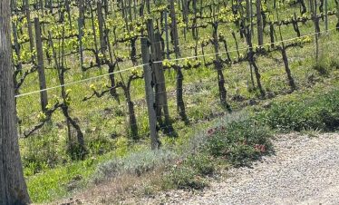 Vineyard in Montepulciano, Italy, with young grapevines and Tuscan cypress trees.