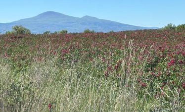 Wide field of red flowers with mountains in the background