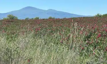 Wide field of red flowers with mountains in the background